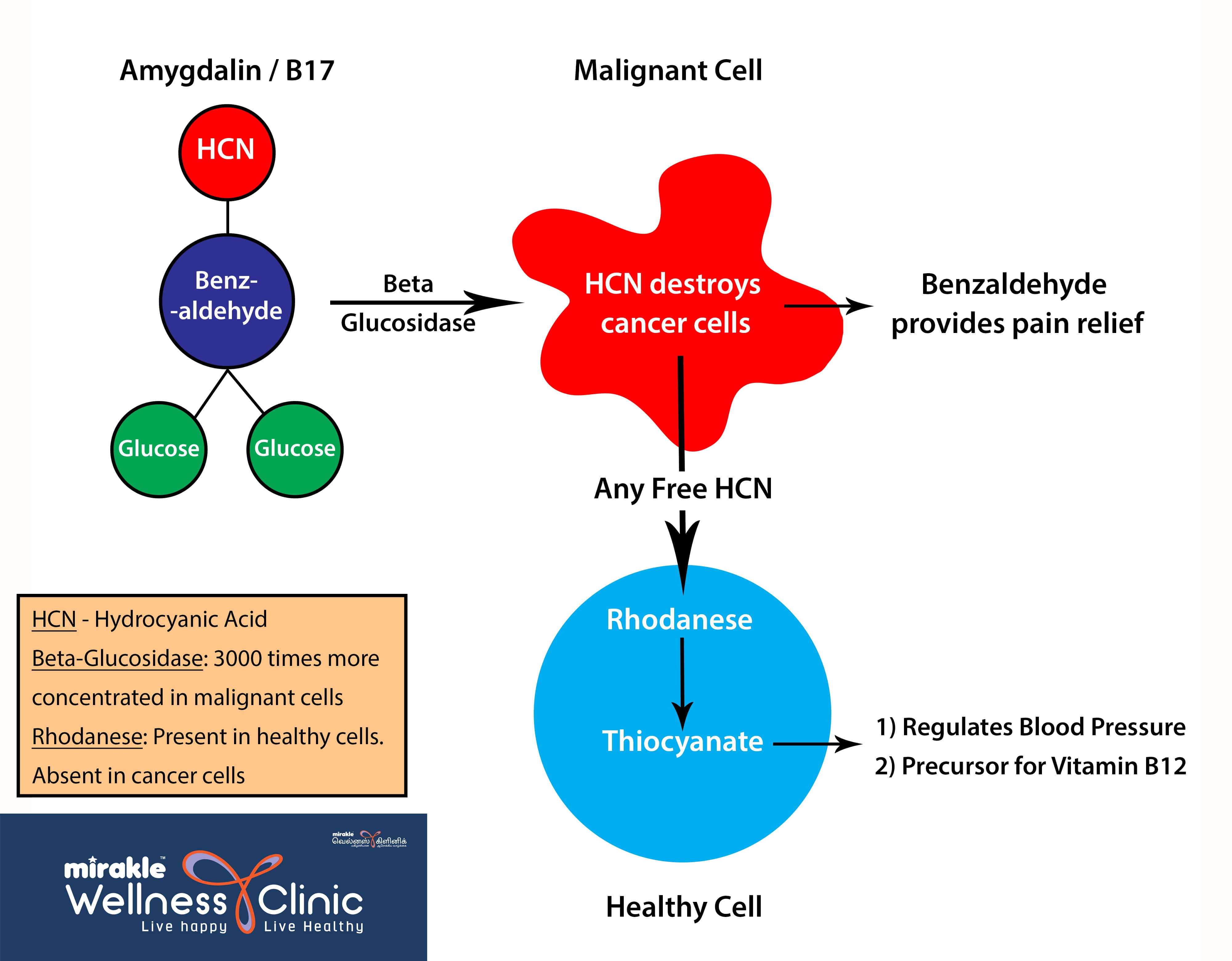 Amygdalin B17Therapy in India